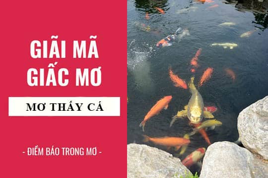 Nằm Mơ Thấy Cá: Giải Mã Những Điềm Báo Của Giấc Mơ Nằm Mơ Thấy Cá: Giải Mã Những Điềm Báo Của Giấc Mơ