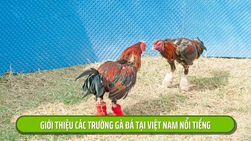 Trường Gà Đá Tại Việt Nam – Cháy Cùng Các Trận Đấu Đỉnh Cao Trường Gà Đá Tại Việt Nam – Cháy Cùng Các Trận Đấu Đỉnh Cao