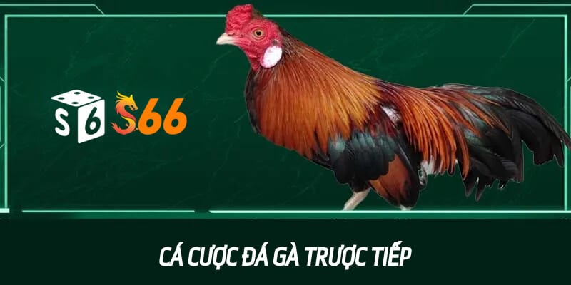 Cá Cược Đá Gà Trực Tiếp Tại S666 – Sức Hút Khó Cưỡng Lại Cá Cược Đá Gà Trực Tiếp Tại S666 – Sức Hút Khó Cưỡng Lại