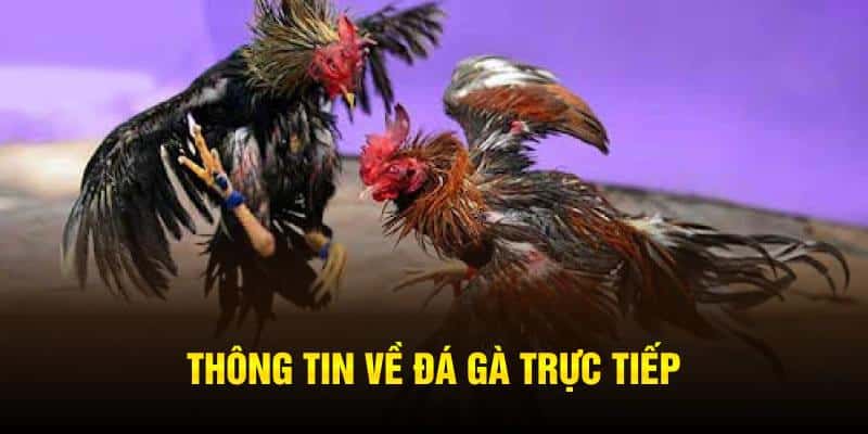 Đá Gà Trực Tiếp – Loại Hình Cá Cược Kê Thủ Không Thể Bỏ Qua Đá Gà Trực Tiếp – Loại Hình Cá Cược Kê Thủ Không Thể Bỏ Qua